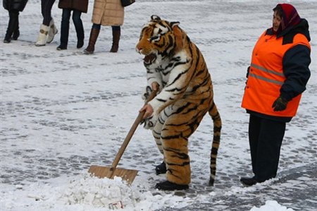 031_tigr_sneg.jpg