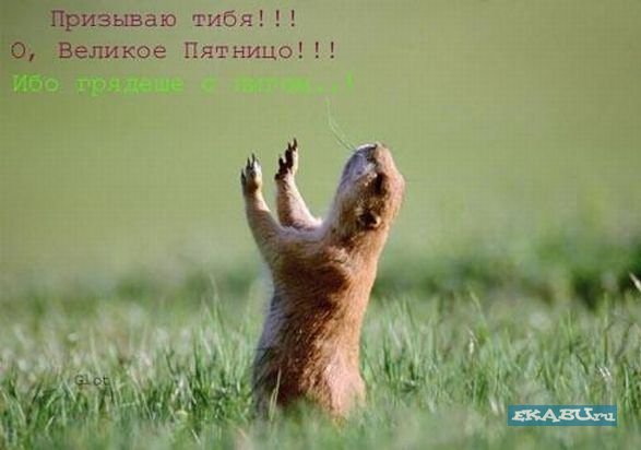 1223586486_pyatnivl.jpg