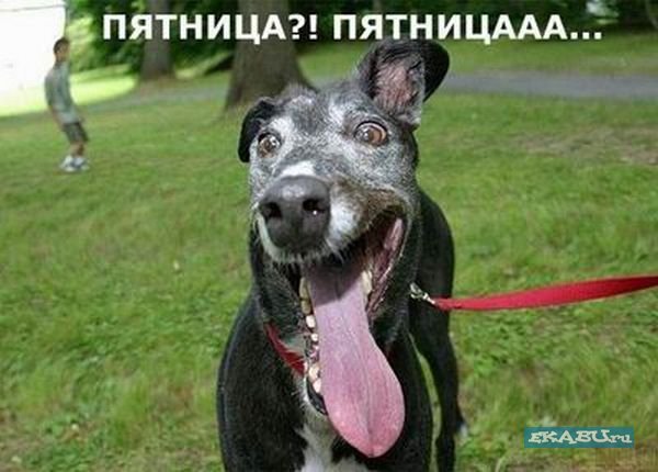 1223586546_pyatnivo.jpg