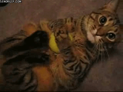 1353873222149.gif