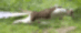 138424790297238.gif