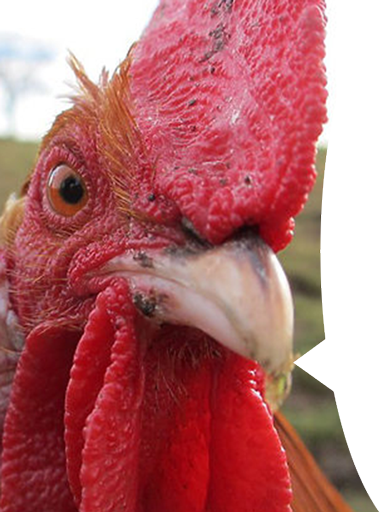 17378588.png