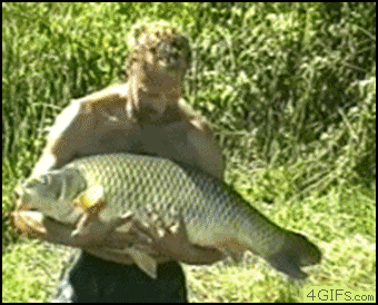 24786487.gif