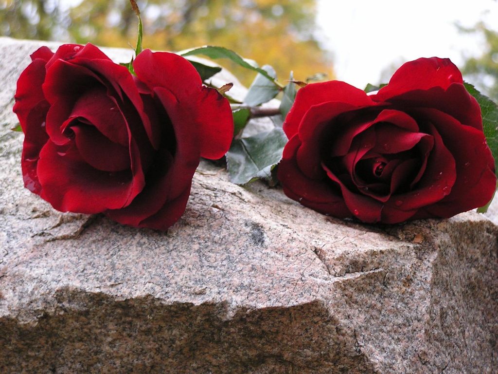 2_roses.jpg