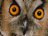 333.gif