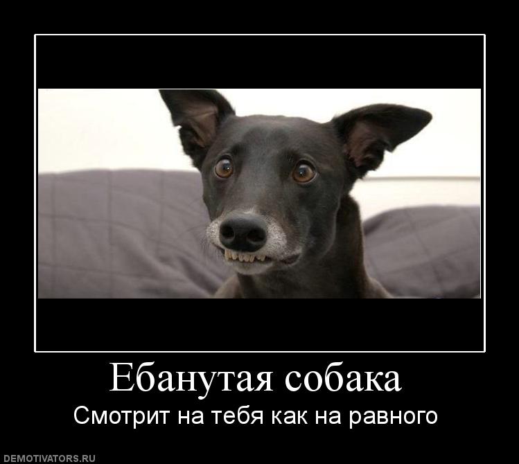 336811_ebanutaya-sobaka.jpg