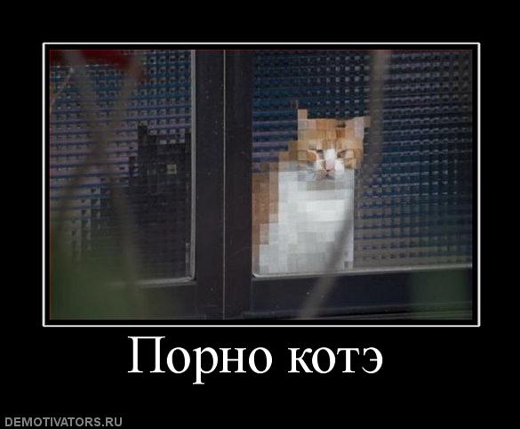 427870_porno-kote.jpg