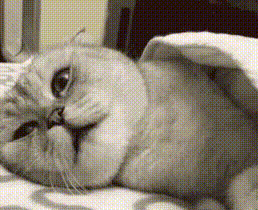 4_5966274538437083688.gif