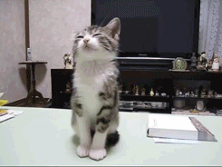 555.gif