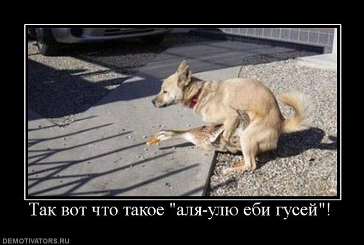 596676_tak-vot-chto-takoe-alya-ulyu-ebi-gusej.jpg