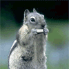 6467.gif