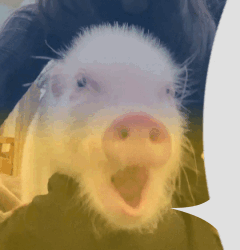 7DQYIVJ7.gif