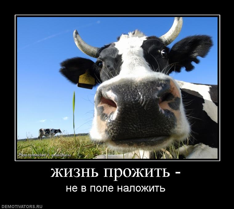 948343_zhizn-prozhit-.jpg