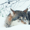 __5_20151206_2089527764.gif