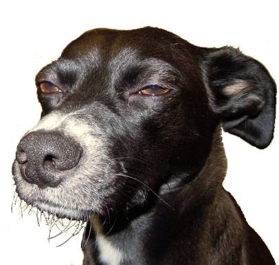 -doggy_r.jpg