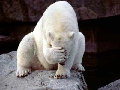 bear.jpg