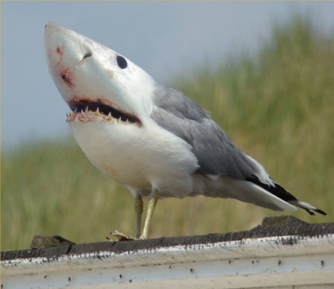 bird-shark.jpg