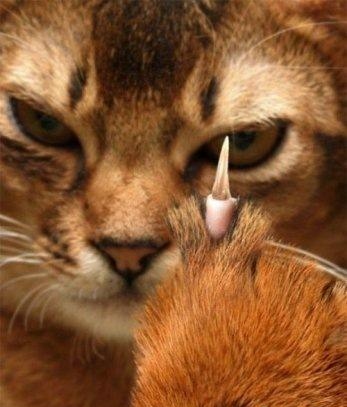 cat_fing.jpg