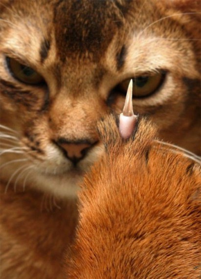 cat_fuck-you.jpg