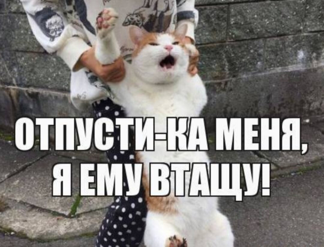 Catty.jpeg