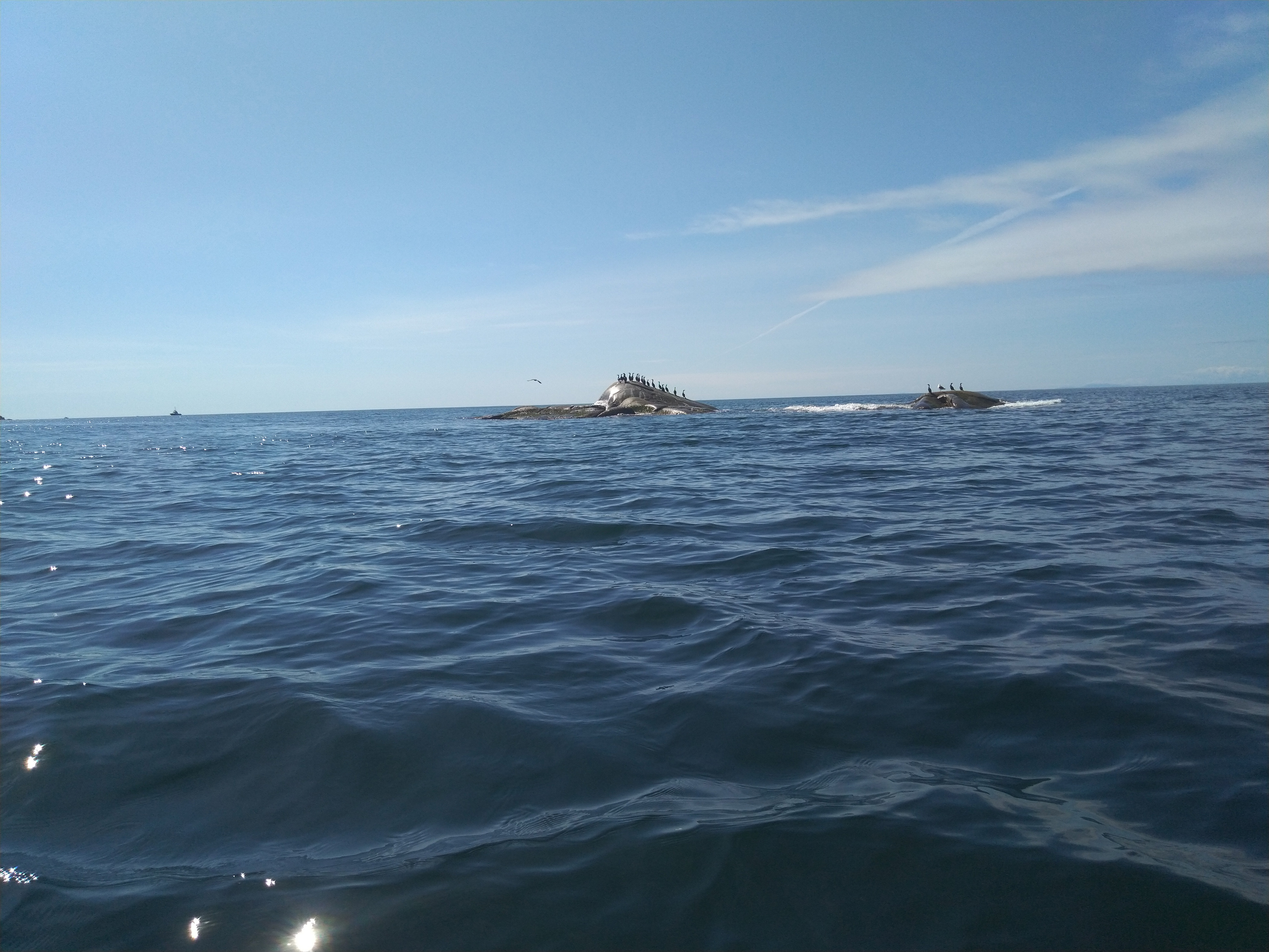 Cormorants_1.jpg