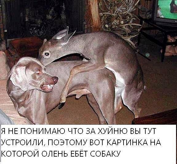 DogOlen.jpg
