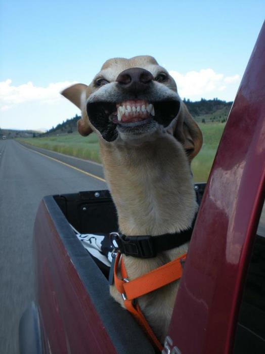 dogsmile.jpg