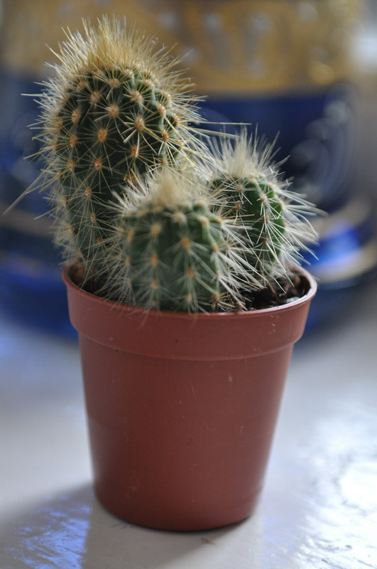 DSC_0237_resize.JPG