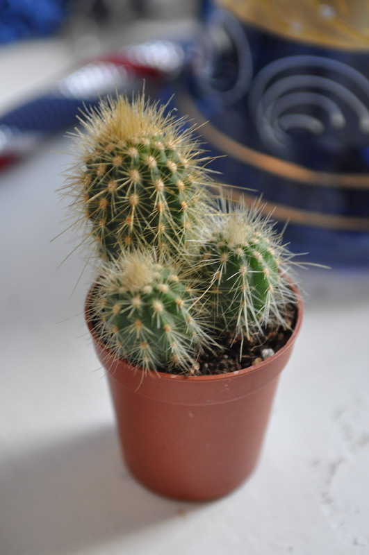 DSC_0239_resize.JPG