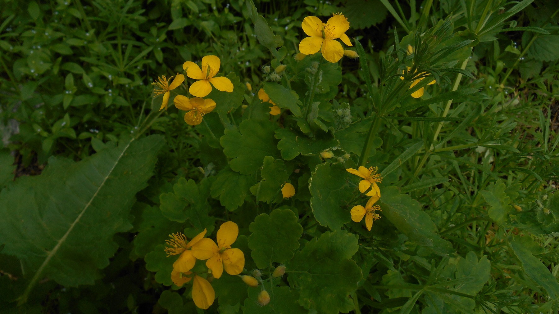 DSCN0386.JPG
