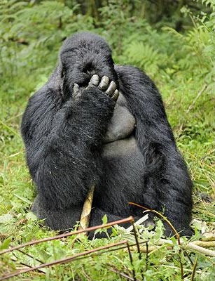 Facepalm_gorilla.jpg