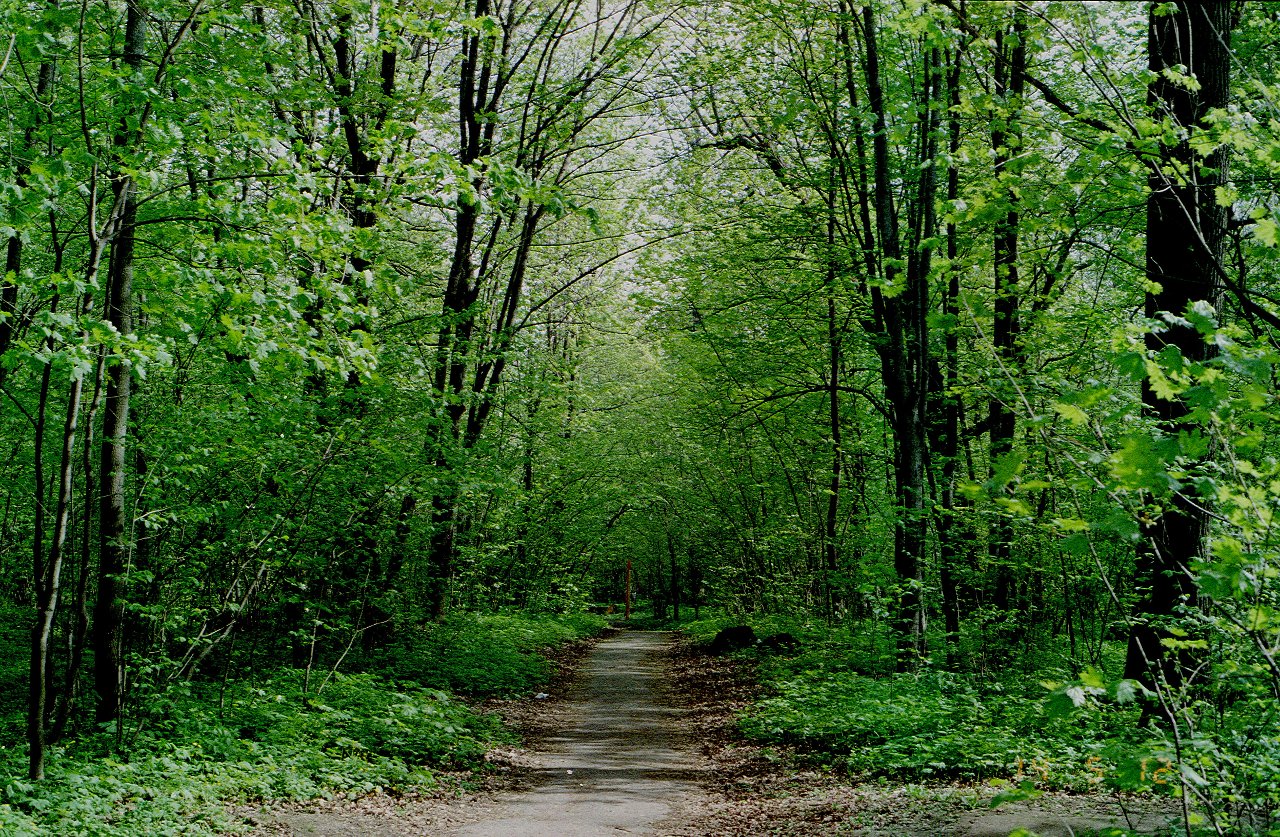 forest2.jpg