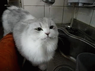 Fungif_26.gif