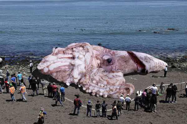 giant.radioactive.fukushima.squid.3.jpg