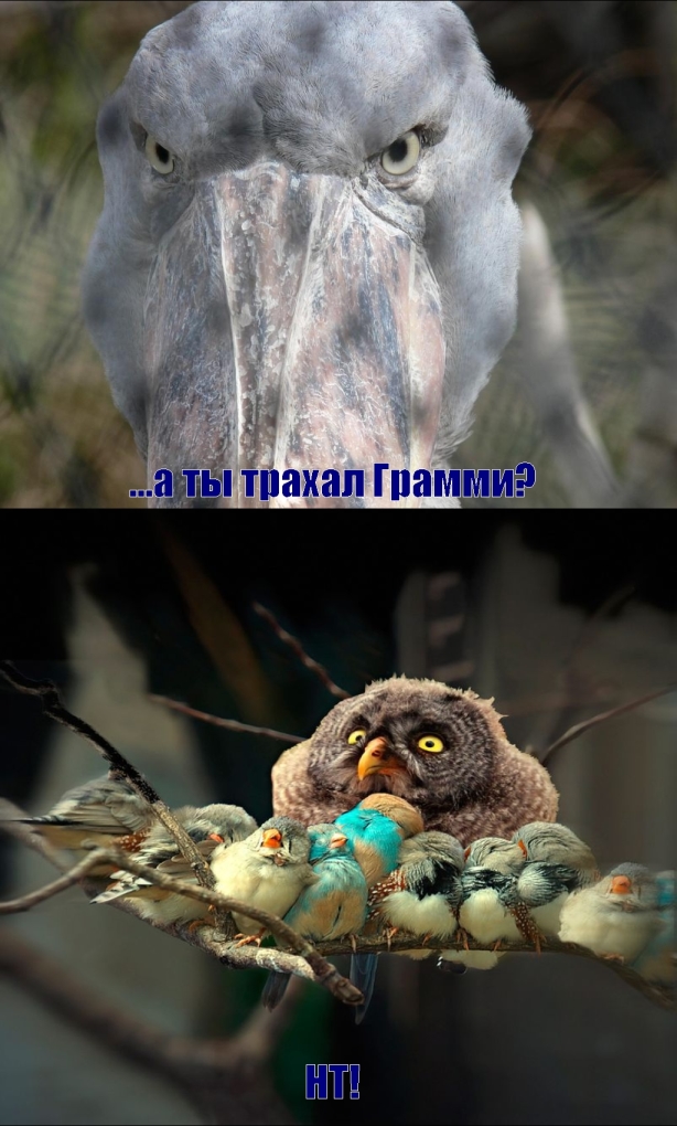 grammi_psys_177.jpg
