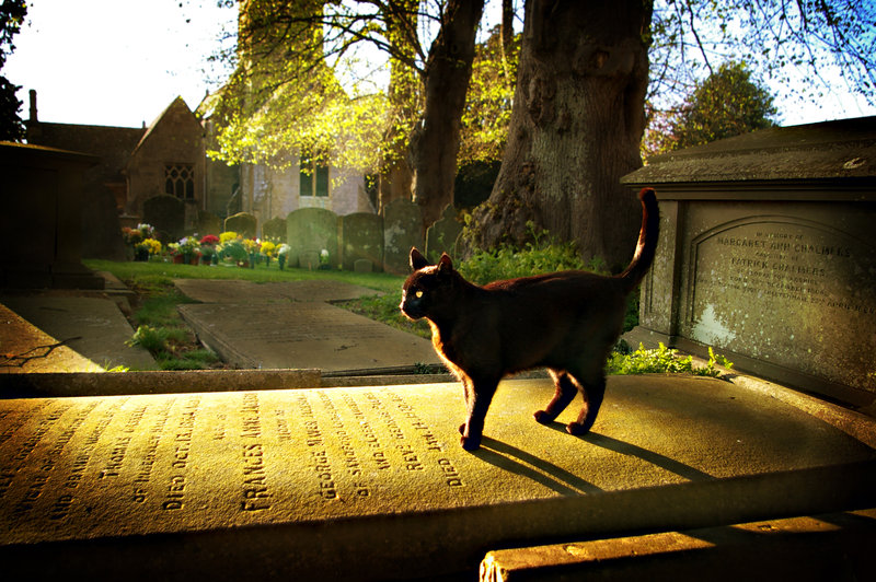 Graveyard_Cat_by_Joetographic.jpg