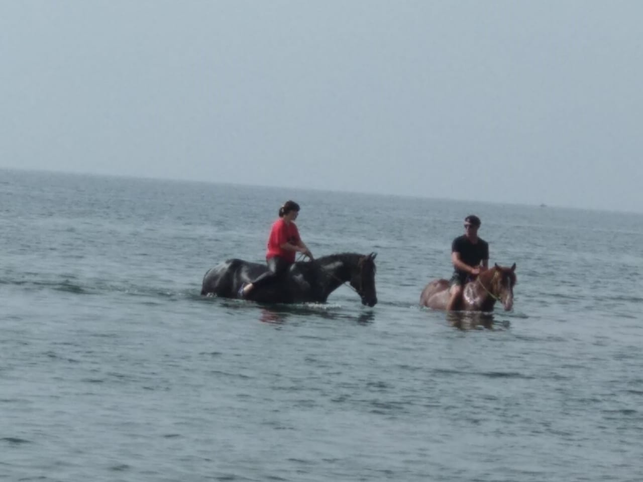 horse2.jpg