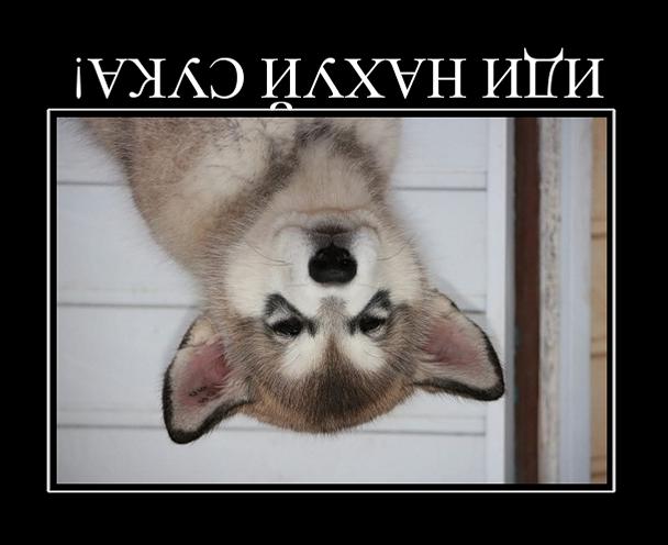 idio.jpg