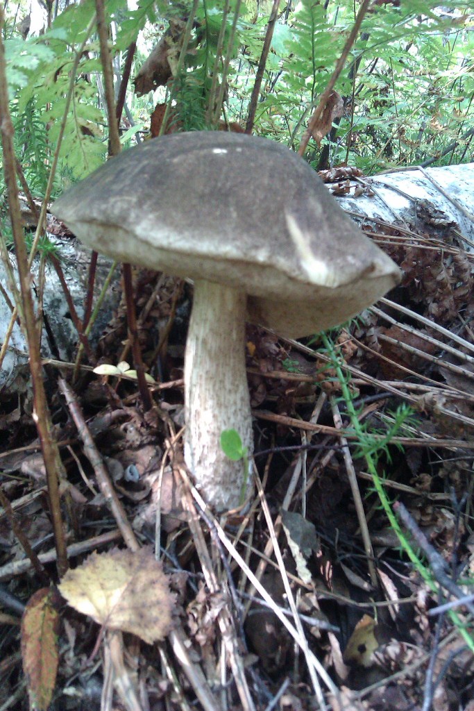IMAG0068.jpg