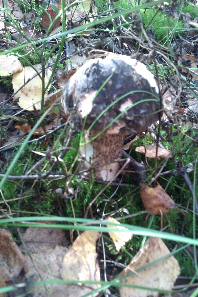 IMAG0069.jpg