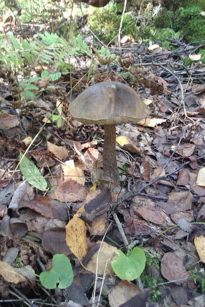 IMAG0070.jpg