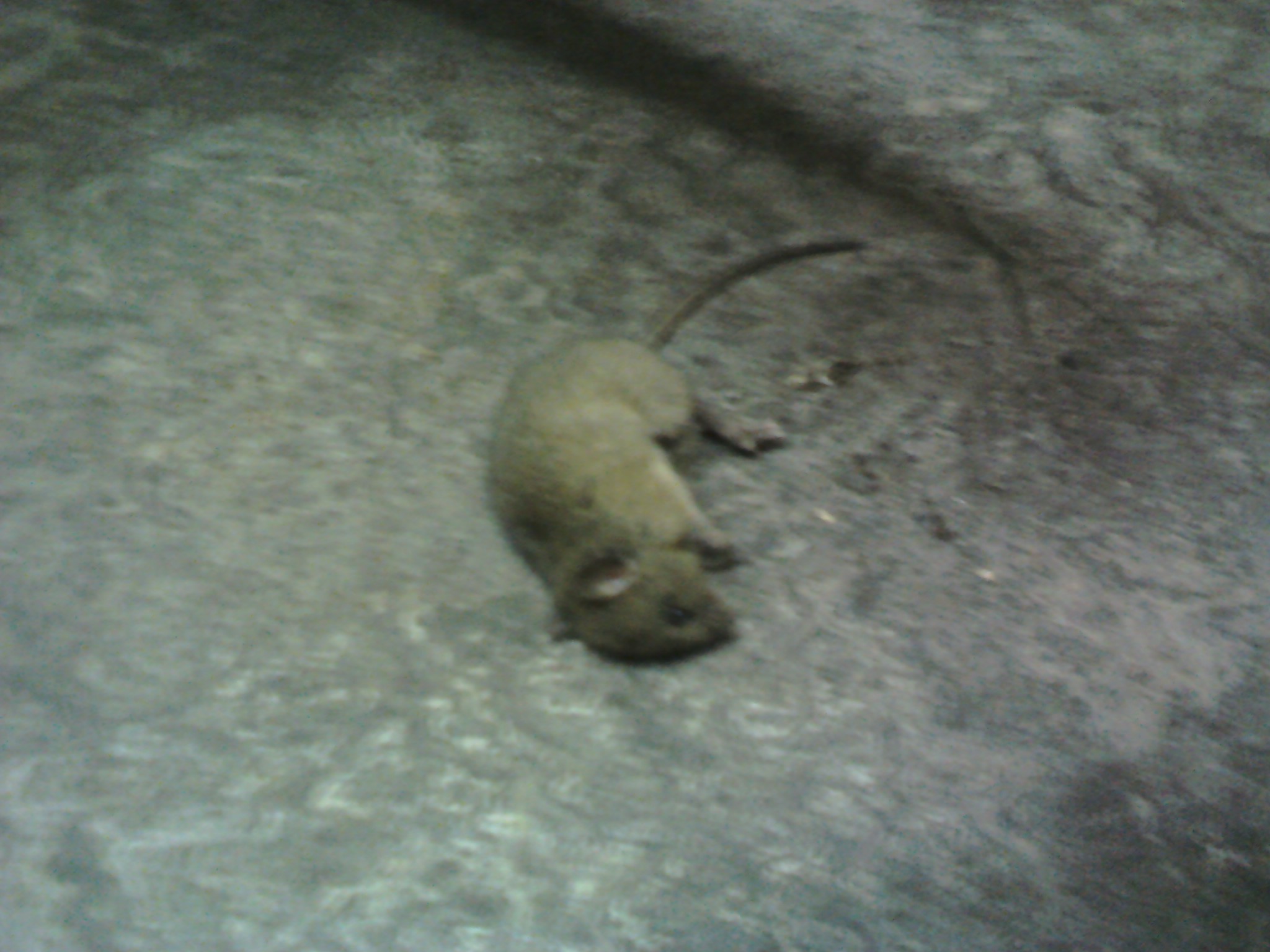 IMG089.jpg