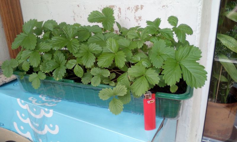 IMG-20160618-WA0001.jpg