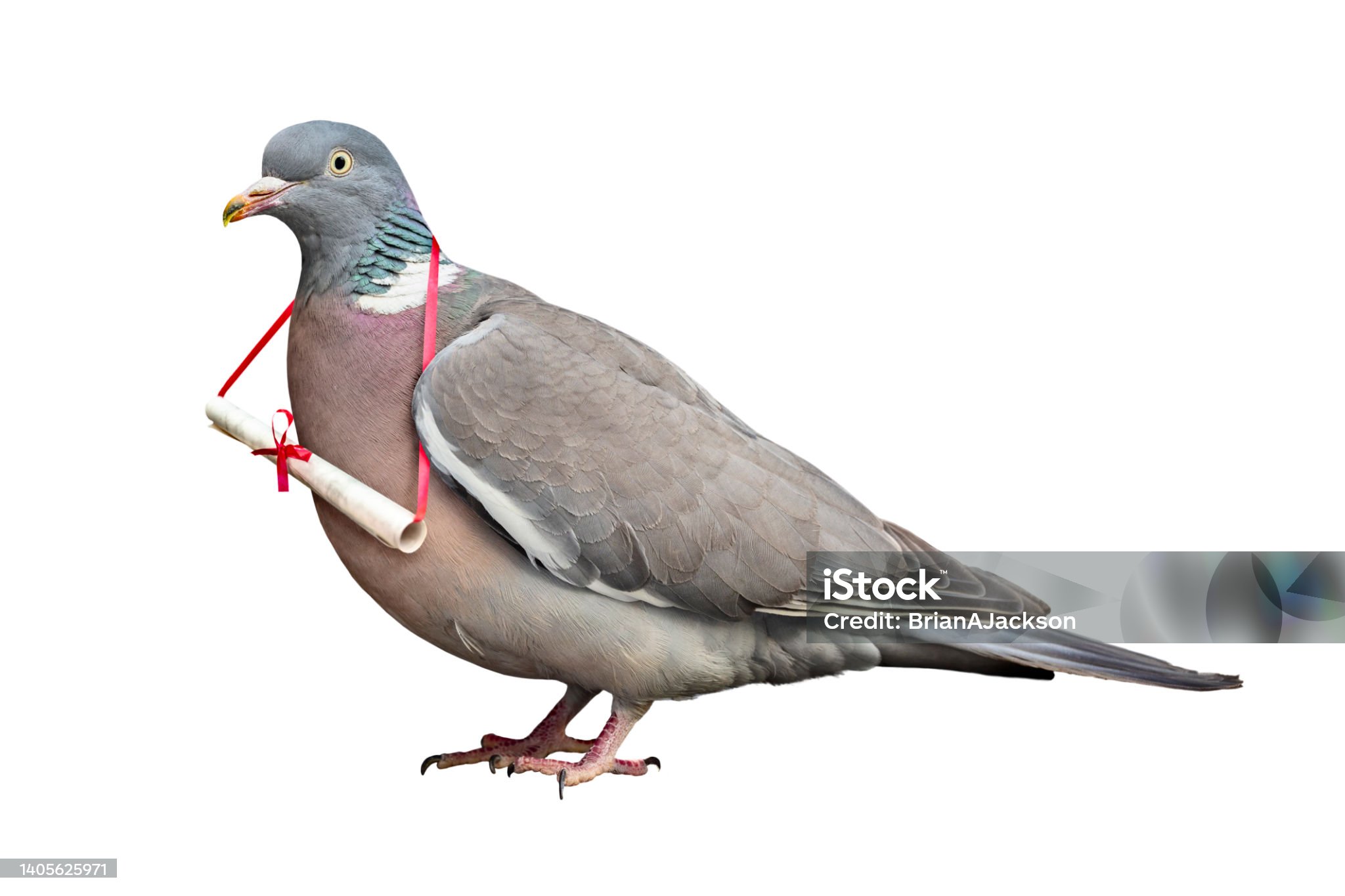 istockphoto-1405625971-2048x2048.jpg