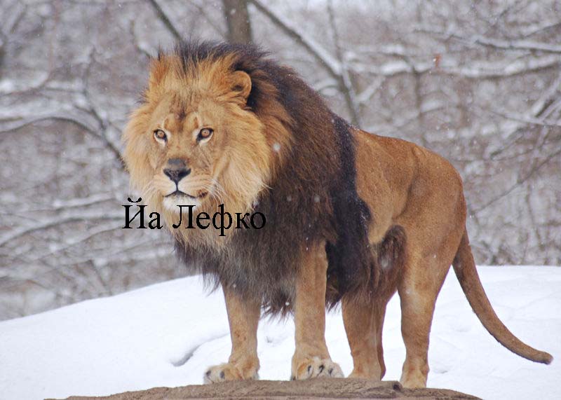 lefko.jpg