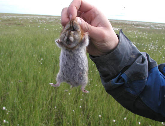 !lemming-02.jpg