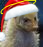 mangust.png