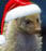 mangustwo.png