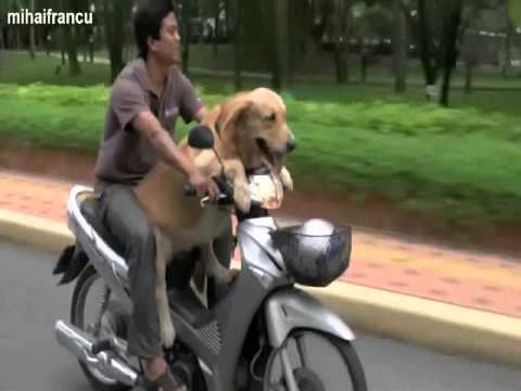 moto_sobak.jpg