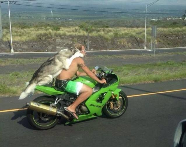 motosobak4.jpg